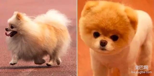 狗狗剃毛前后对比，哪一只让你没认出来？-3.jpeg