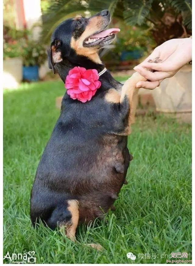 狗狗拍孕妇照镜头感十足，生产后又和宝宝拍了写真集！-1.jpeg
