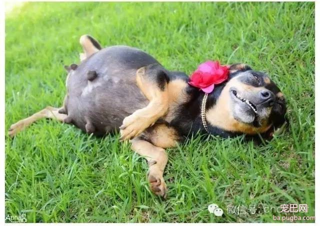 狗狗拍孕妇照镜头感十足，生产后又和宝宝拍了写真集！-2.jpeg