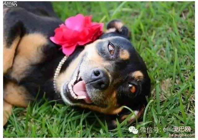 狗狗拍孕妇照镜头感十足，生产后又和宝宝拍了写真集！-3.jpeg