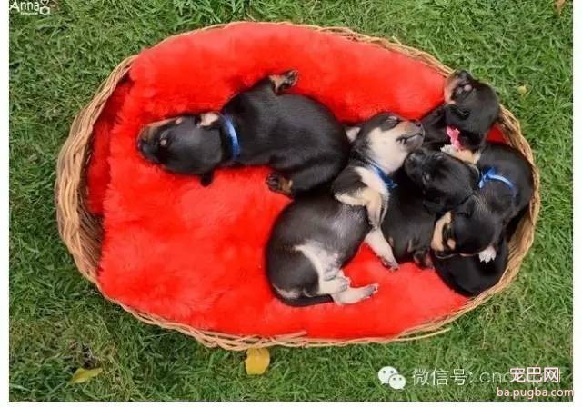 狗狗拍孕妇照镜头感十足，生产后又和宝宝拍了写真集！-8.jpeg