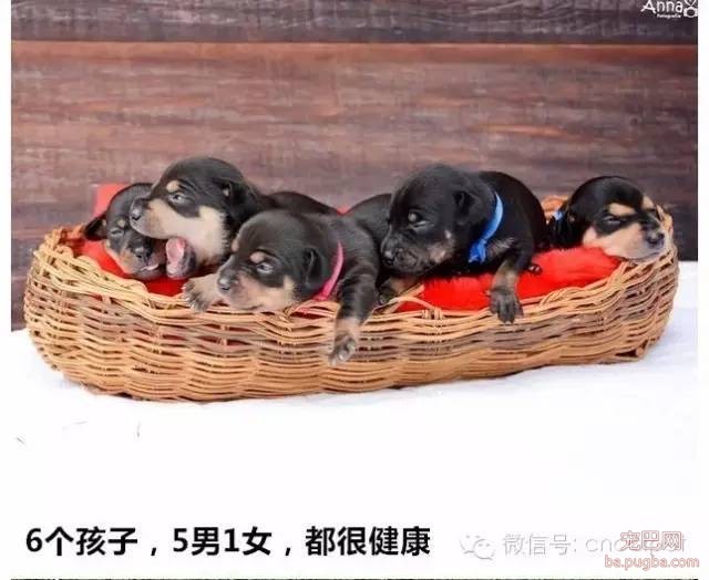 狗狗拍孕妇照镜头感十足，生产后又和宝宝拍了写真集！-7.jpeg