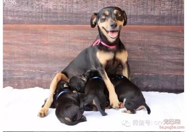 狗狗拍孕妇照镜头感十足，生产后又和宝宝拍了写真集！-6.jpeg