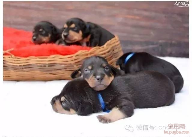 狗狗拍孕妇照镜头感十足，生产后又和宝宝拍了写真集！-9.jpeg