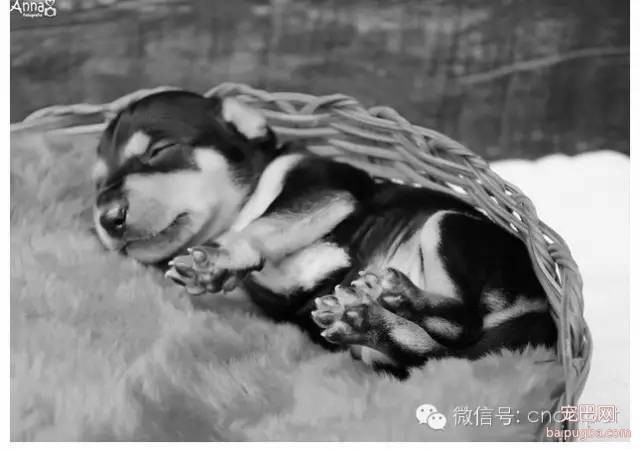 狗狗拍孕妇照镜头感十足，生产后又和宝宝拍了写真集！-10.jpeg