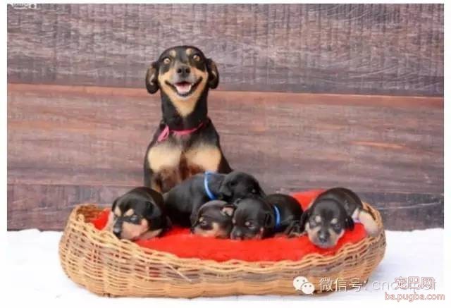 狗狗拍孕妇照镜头感十足，生产后又和宝宝拍了写真集！-14.jpeg