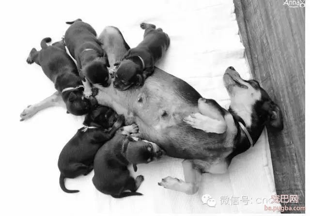狗狗拍孕妇照镜头感十足，生产后又和宝宝拍了写真集！-13.jpeg