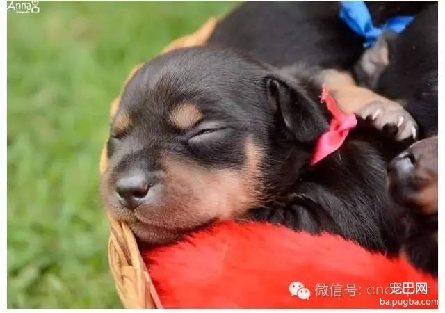 狗狗拍孕妇照镜头感十足，生产后又和宝宝拍了写真集！-12.jpeg