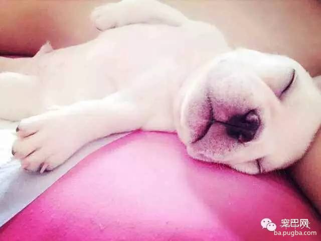 斗牛犬唯美图片欣赏~-1.jpeg