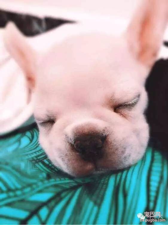 斗牛犬唯美图片欣赏~-2.jpeg