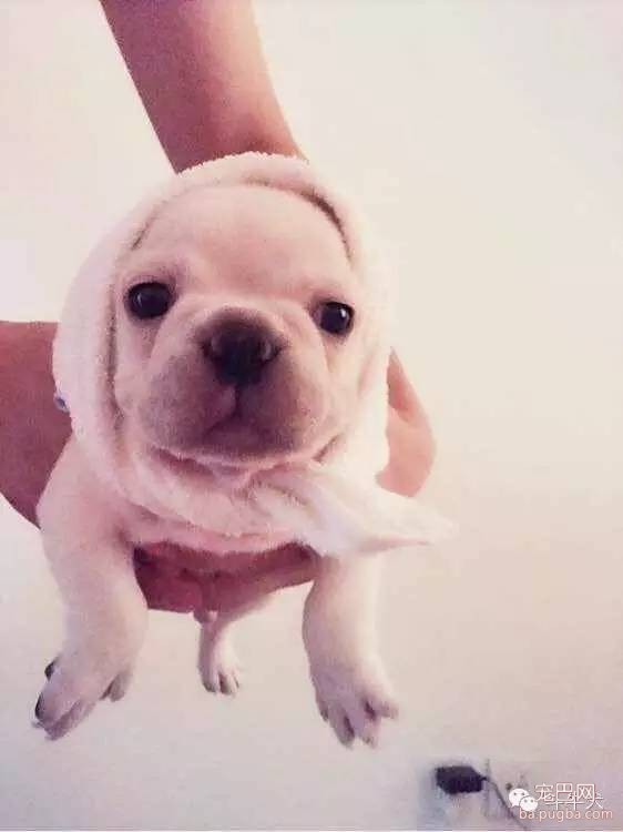 斗牛犬唯美图片欣赏~-5.jpeg