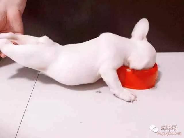 斗牛犬唯美图片欣赏~-6.jpeg