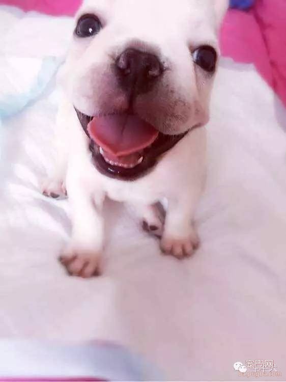 斗牛犬唯美图片欣赏~-3.jpeg