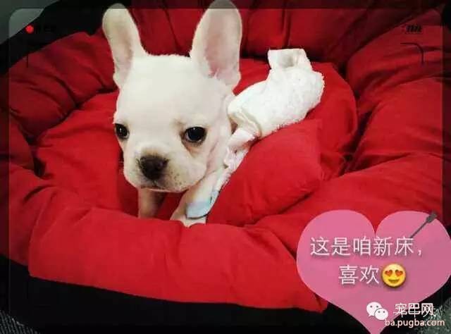 斗牛犬唯美图片欣赏~-7.jpeg