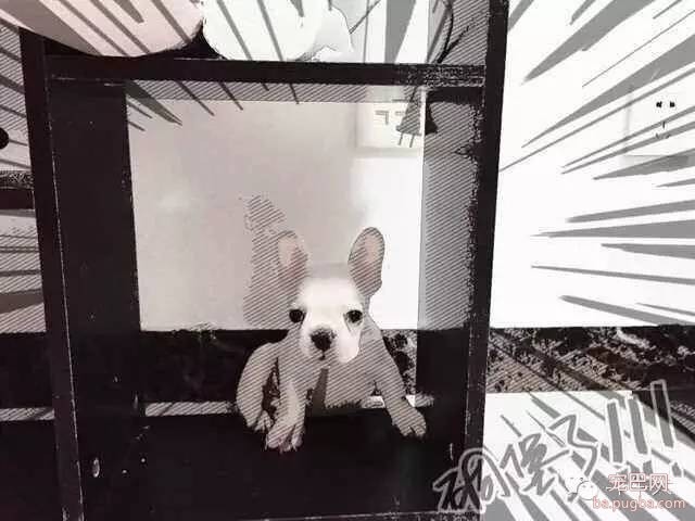 斗牛犬唯美图片欣赏~-8.jpeg