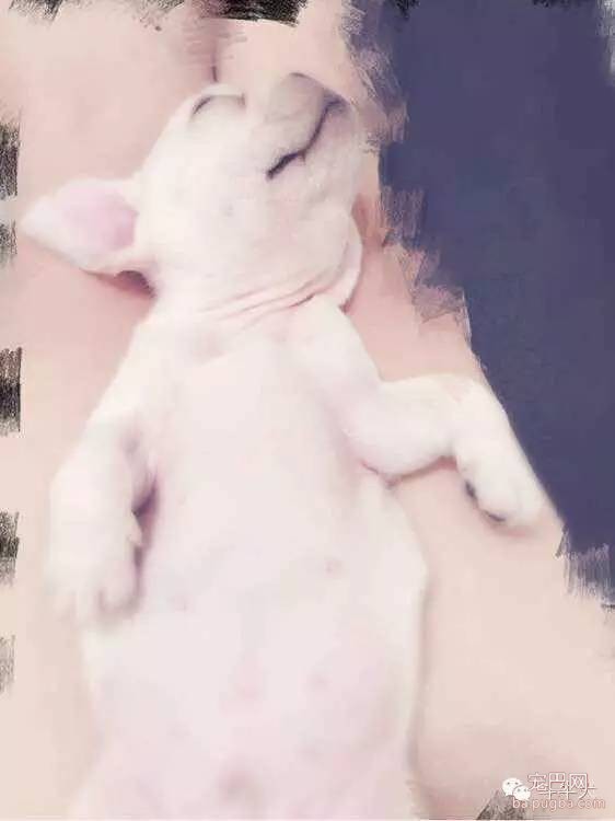 斗牛犬唯美图片欣赏~-11.jpeg