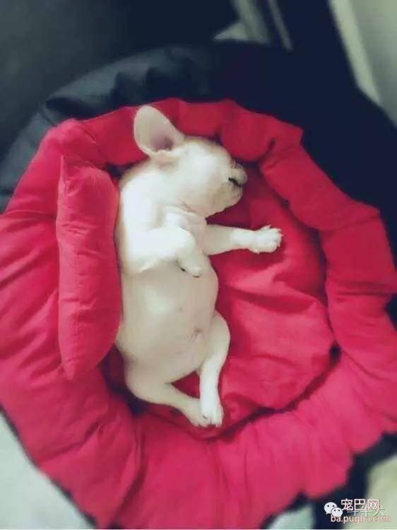 斗牛犬唯美图片欣赏~-10.jpeg