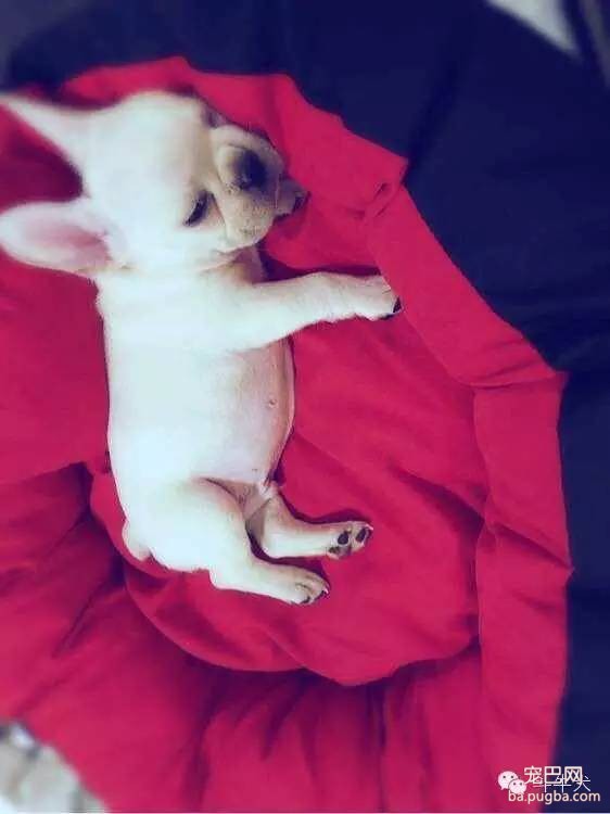 斗牛犬唯美图片欣赏~-9.jpeg