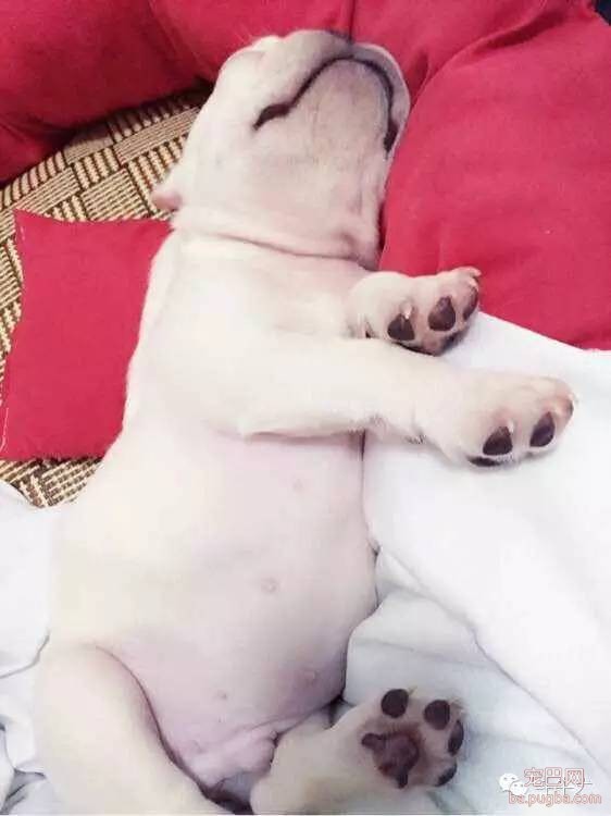 斗牛犬唯美图片欣赏~-13.jpeg