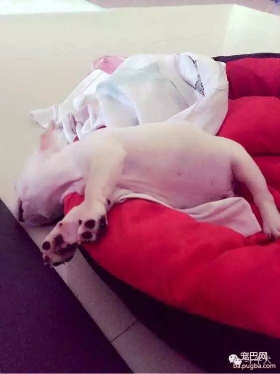 斗牛犬唯美图片欣赏~-12.jpeg