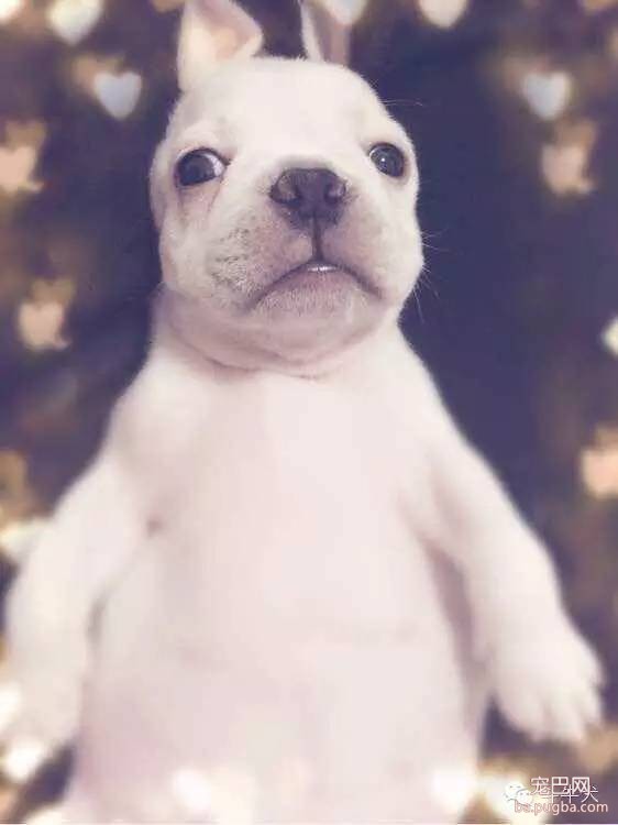 斗牛犬唯美图片欣赏~-14.jpeg