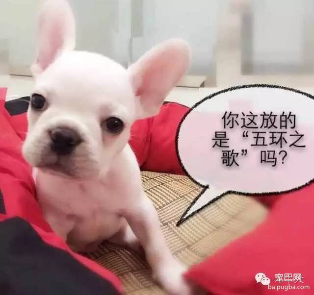 斗牛犬唯美图片欣赏~-16.jpeg