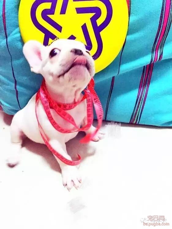 斗牛犬唯美图片欣赏~-18.jpeg