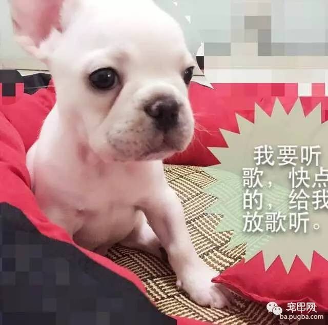 斗牛犬唯美图片欣赏~-17.jpeg