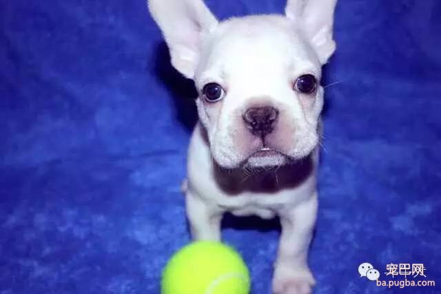 斗牛犬唯美图片欣赏~-21.jpeg