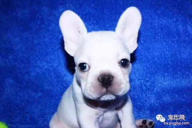斗牛犬唯美图片欣赏~-20.jpeg