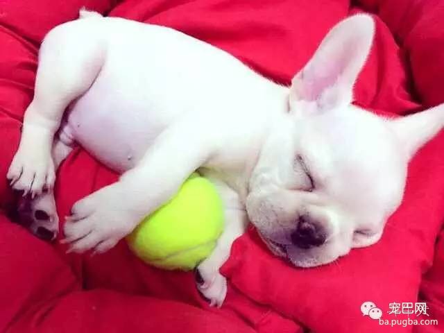 斗牛犬唯美图片欣赏~-22.jpeg