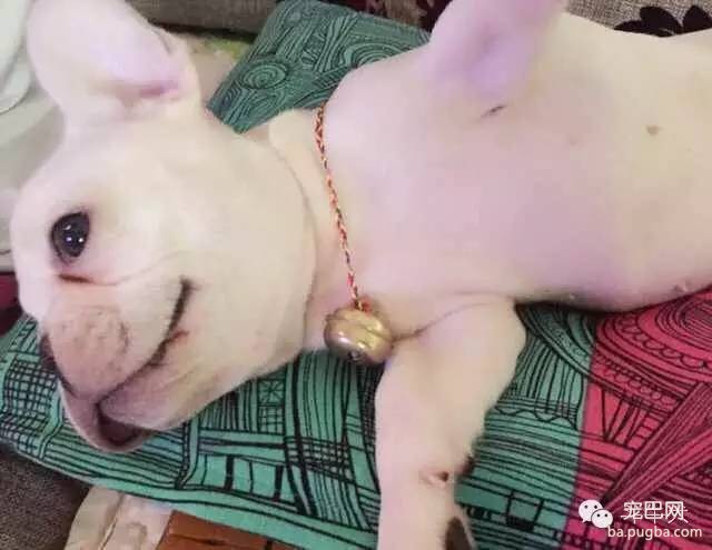 斗牛犬唯美图片欣赏~-26.jpeg