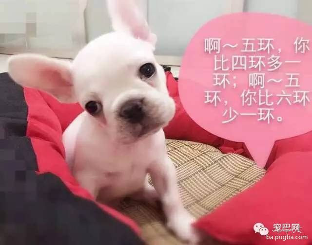斗牛犬唯美图片欣赏~-28.jpeg