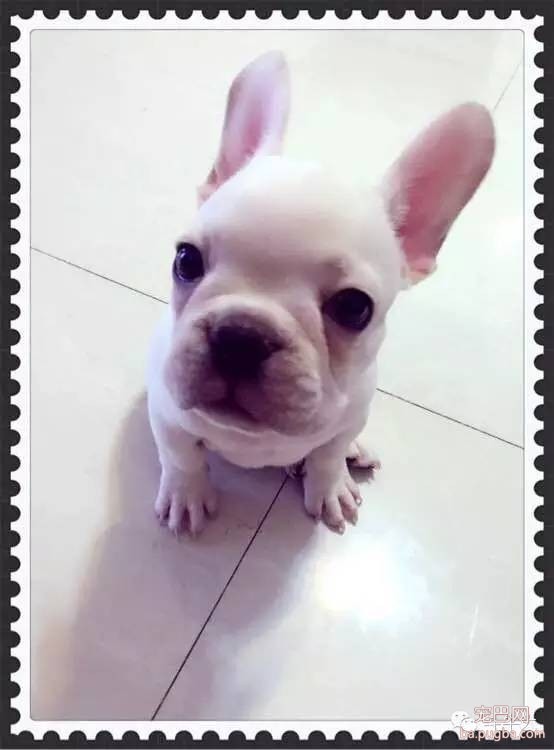 斗牛犬唯美图片欣赏~-27.jpeg