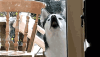 品种不一样的狗狗，长大后......-2.gif