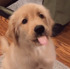 品种不一样的狗狗，长大后......-3.gif
