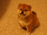 品种不一样的狗狗，长大后......-5.gif