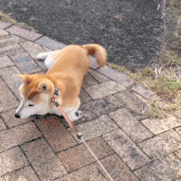品种不一样的狗狗，长大后......-6.gif
