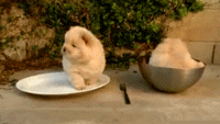 品种不一样的狗狗，长大后......-7.gif