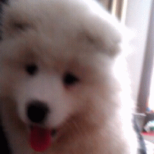 品种不一样的狗狗，长大后......-9.gif