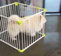 品种不一样的狗狗，长大后......-8.gif