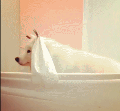 品种不一样的狗狗，长大后......-10.gif