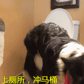 品种不一样的狗狗，长大后......-12.gif