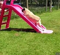 品种不一样的狗狗，长大后......-14.gif