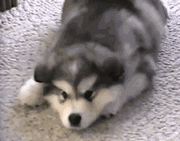 品种不一样的狗狗，长大后......-17.gif