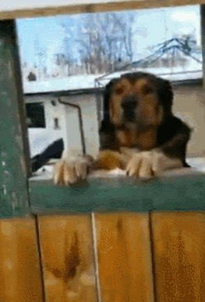 邻居为了让网友撸到狗，做了这样一个决定......-4.gif
