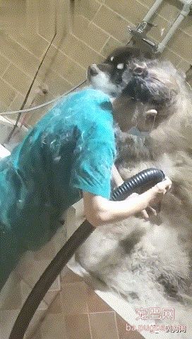 阿拉斯加：大娘，辛苦你给我吹毛了，大娘：谁是你大娘！我小姐姐-1.jpeg