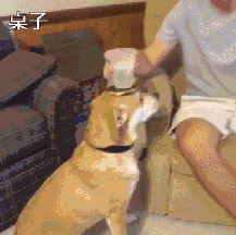 人类如果没有狗狗做朋友，世界将会怎么样？-2.gif