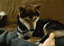 人类如果没有狗狗做朋友，世界将会怎么样？-3.gif