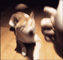 人类如果没有狗狗做朋友，世界将会怎么样？-5.gif